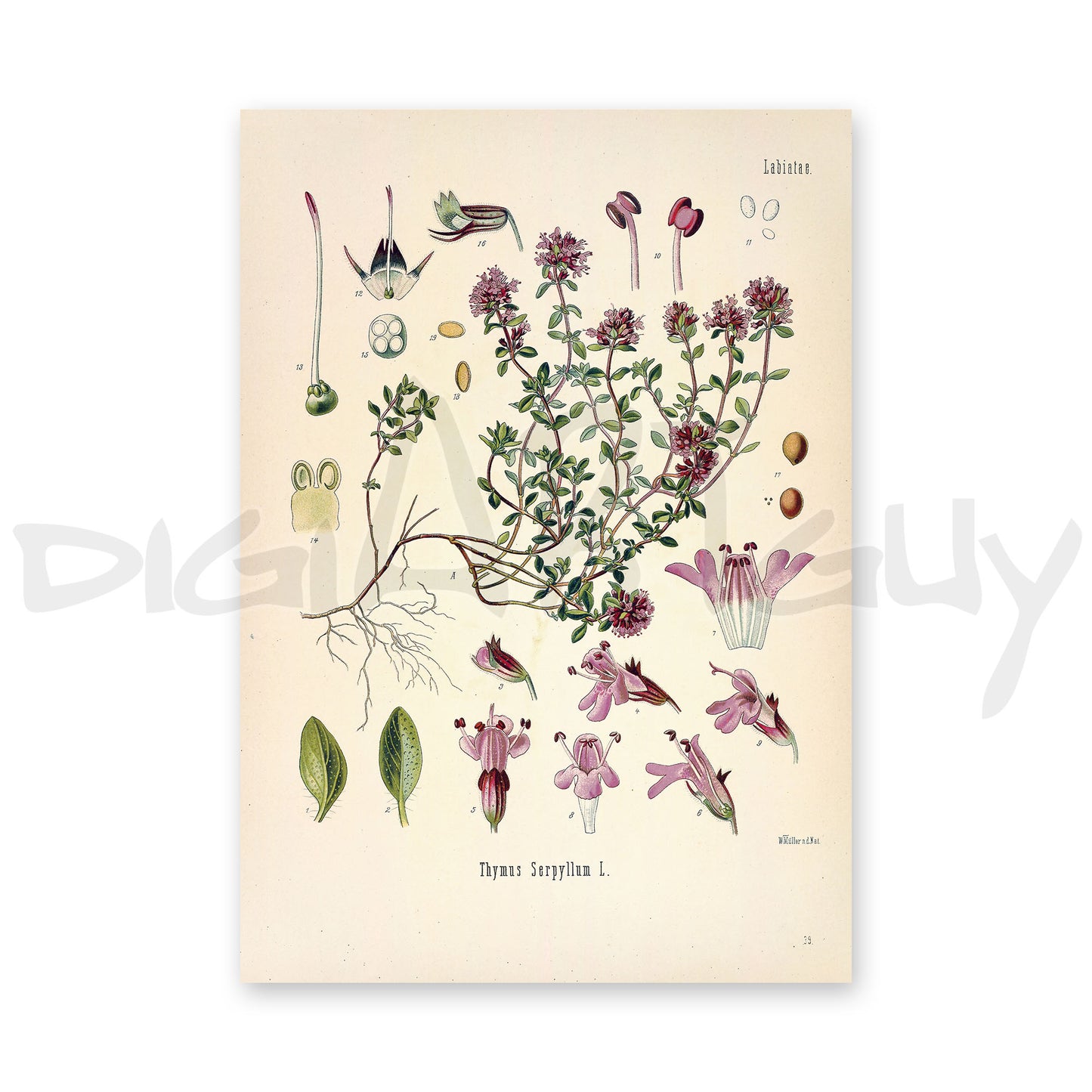 Wild Thyme from Köhler’s Medicinal Plants / Thymus serpyllum
