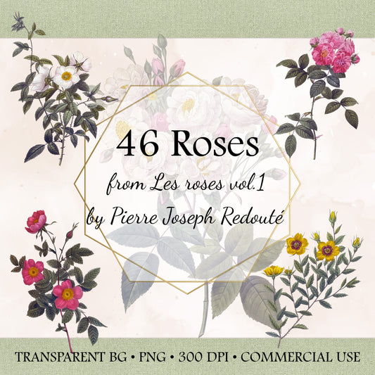 46 Vintage Rose Illustrations PNG | Pierre Joseph Redouté Botanical Clipart | Transparent Background | Commercial Use