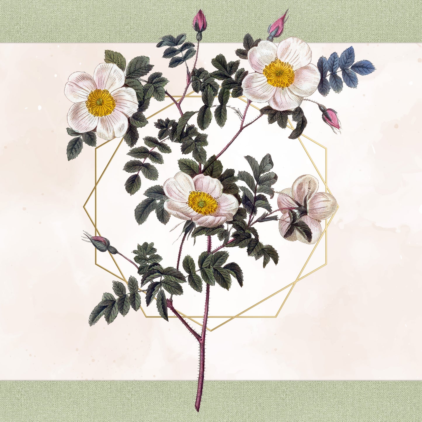 46 Vintage Rose Illustrations PNG | Pierre Joseph Redouté Botanical Clipart | Transparent Background | Commercial Use