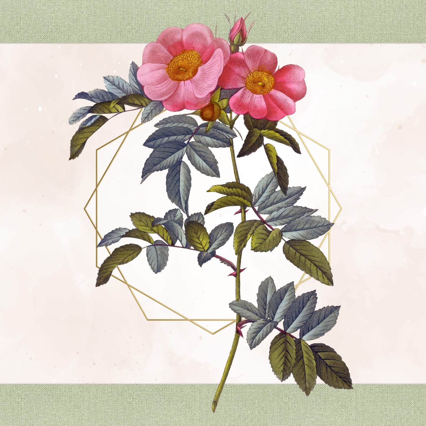 46 Vintage Rose Illustrations PNG | Pierre Joseph Redouté Botanical Clipart | Transparent Background | Commercial Use