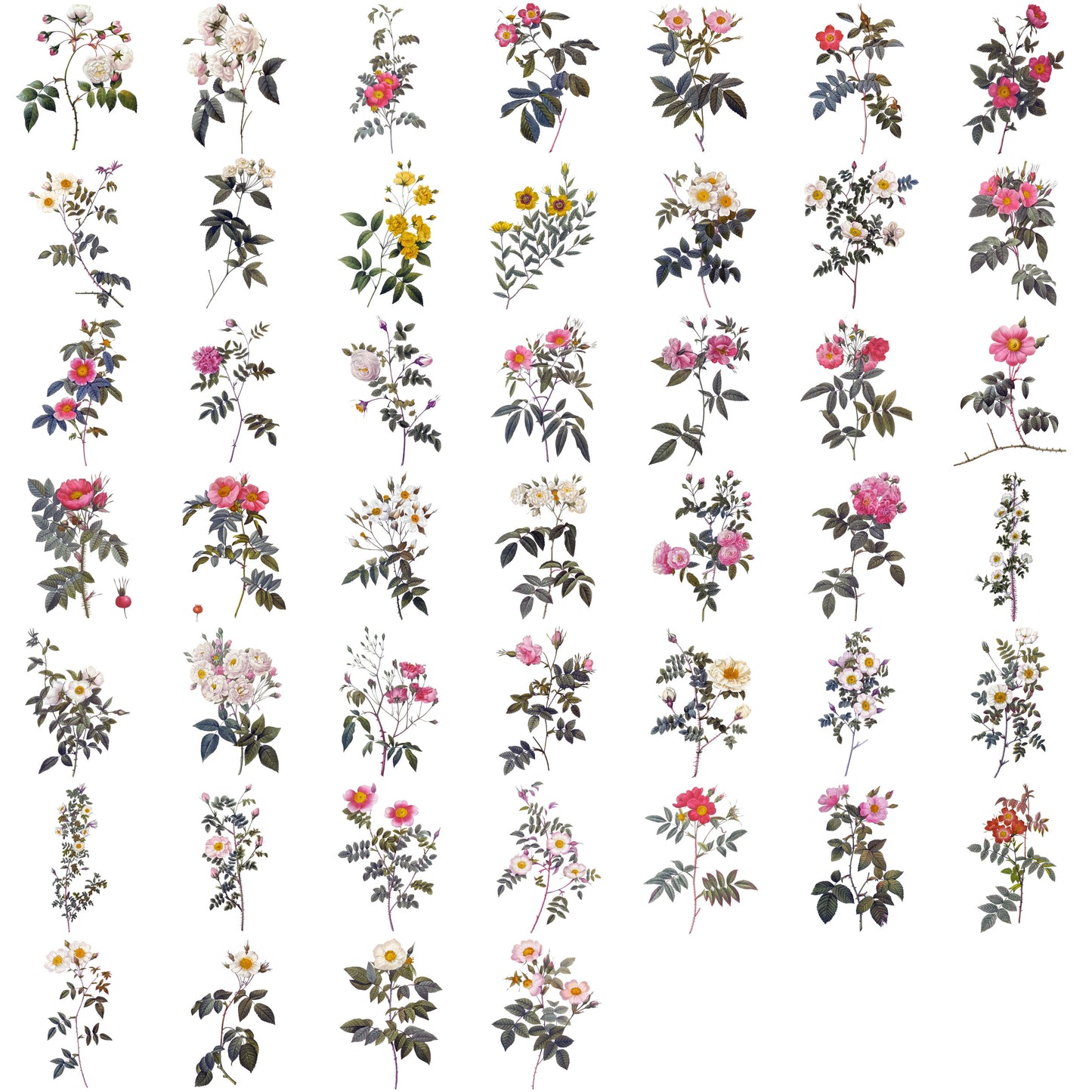 46 Vintage Rose Illustrations PNG | Pierre Joseph Redouté Botanical Clipart | Transparent Background | Commercial Use