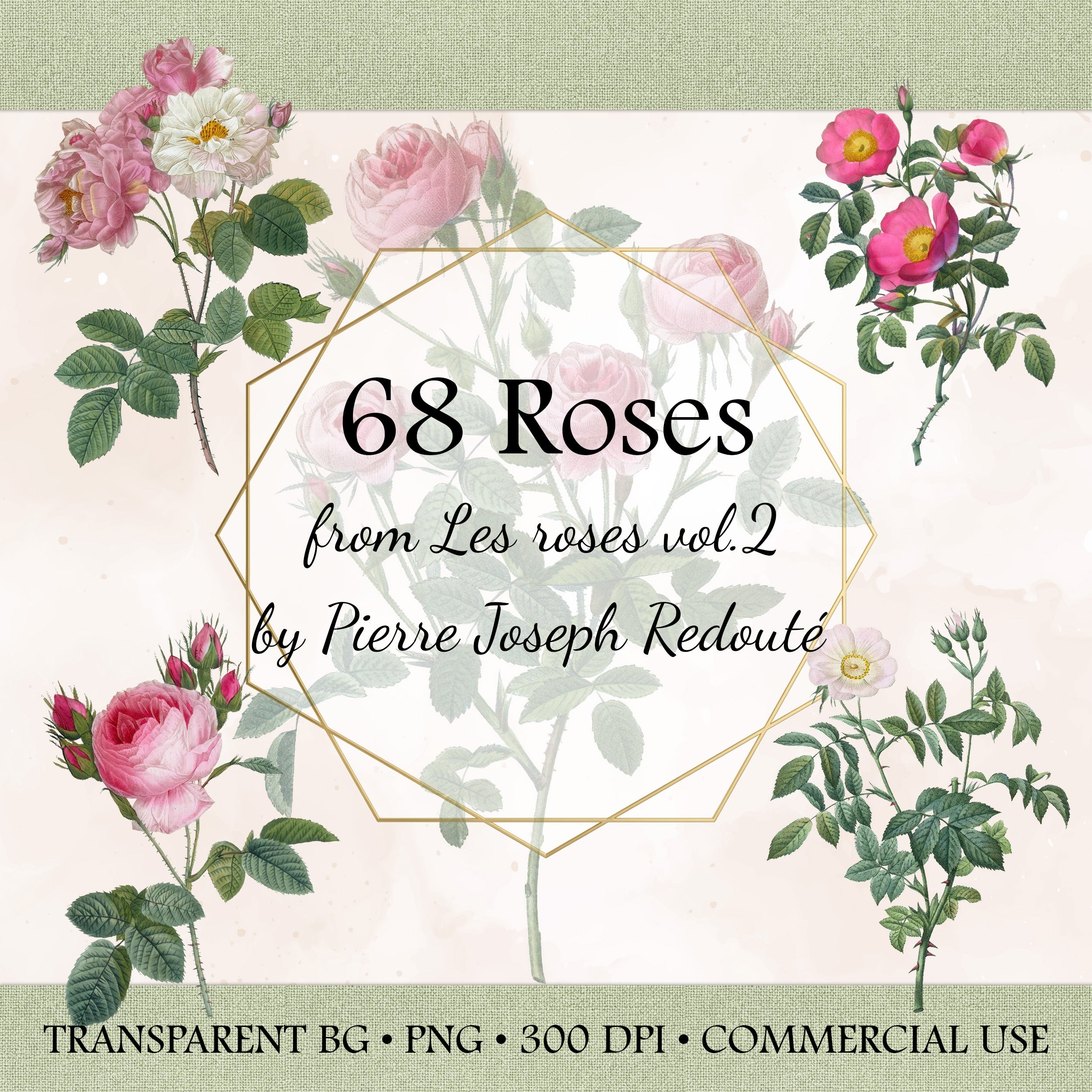 Vintage Rose PNG Bundle – 68 Botanical Redouté Roses Clipart for