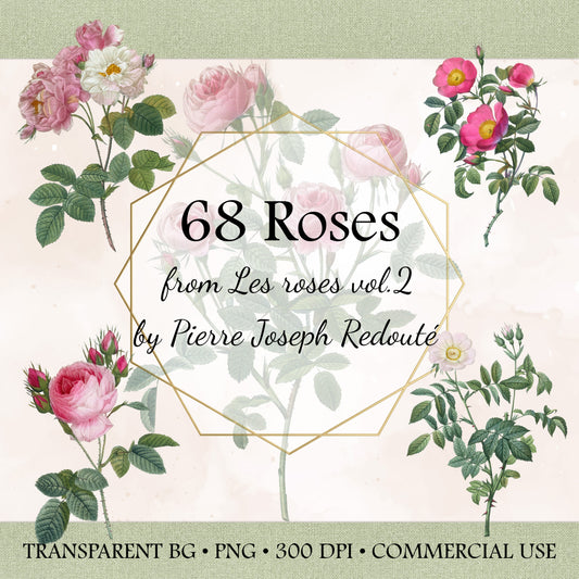 Vintage Rose PNG Bundle – 68 Botanical Illustrations by Redouté – Transparent Background Floral Clipart – Commercial Use