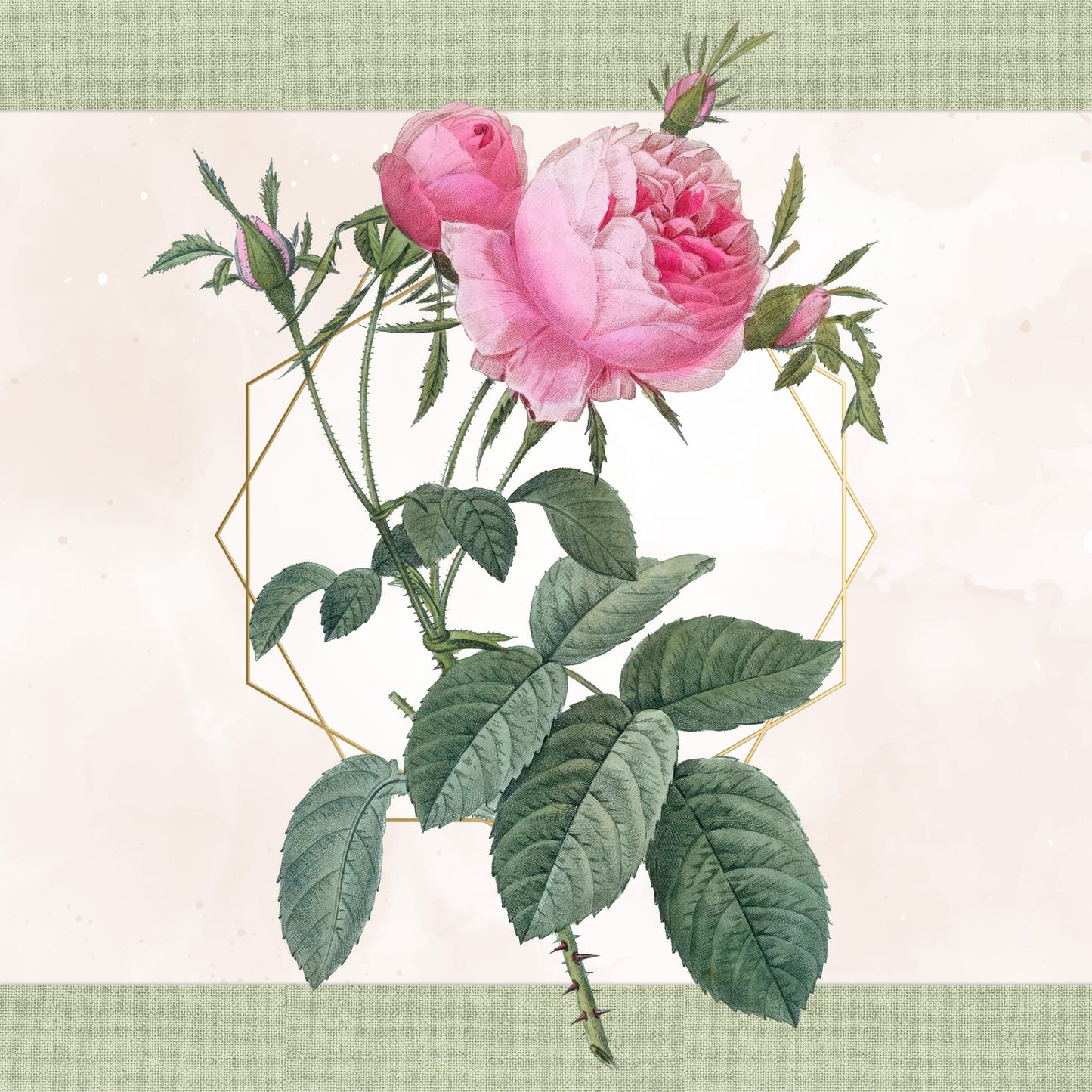 Vintage Rose PNG Bundle – 68 Botanical Illustrations by Redouté – Transparent Background Floral Clipart – Commercial Use