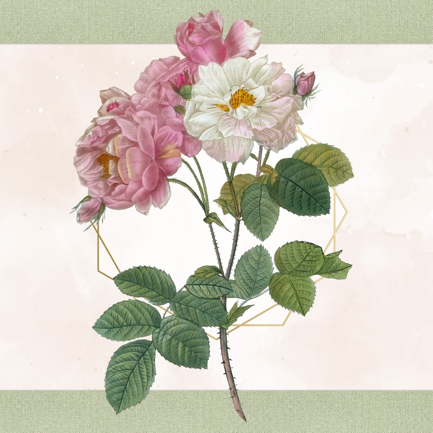 Vintage Rose PNG Bundle – 68 Botanical Illustrations by Redouté – Transparent Background Floral Clipart – Commercial Use