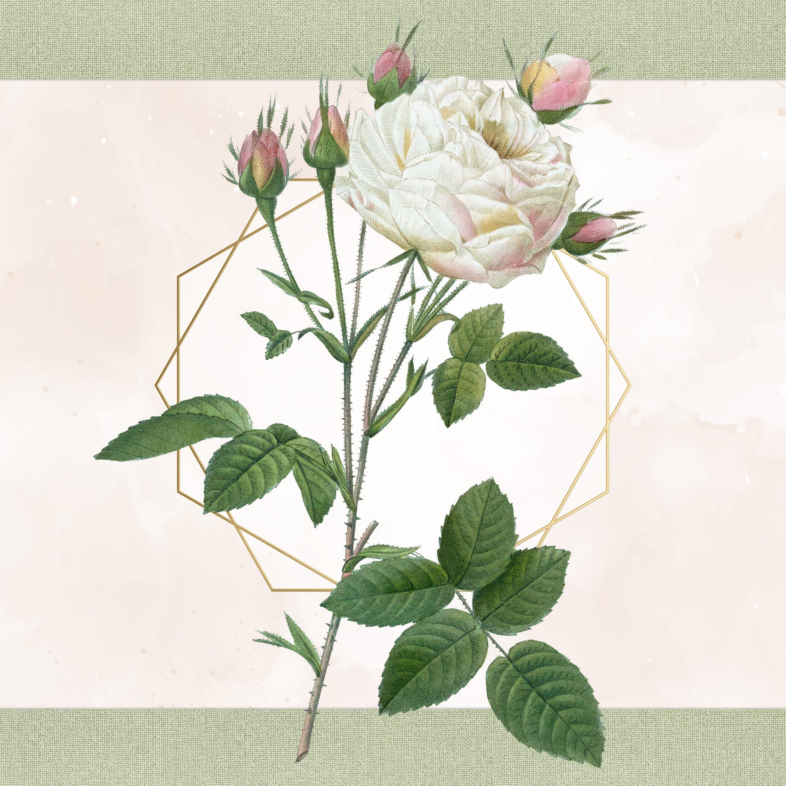 Vintage Rose PNG Bundle – 68 Botanical Redouté Roses Clipart for