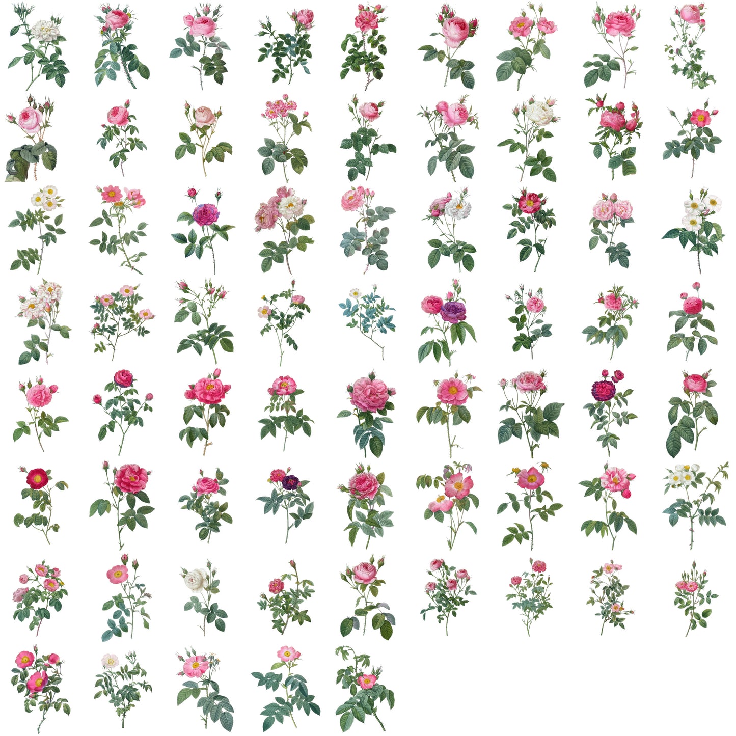 Vintage Rose PNG Bundle – 68 Botanical Illustrations by Redouté – Transparent Background Floral Clipart – Commercial Use