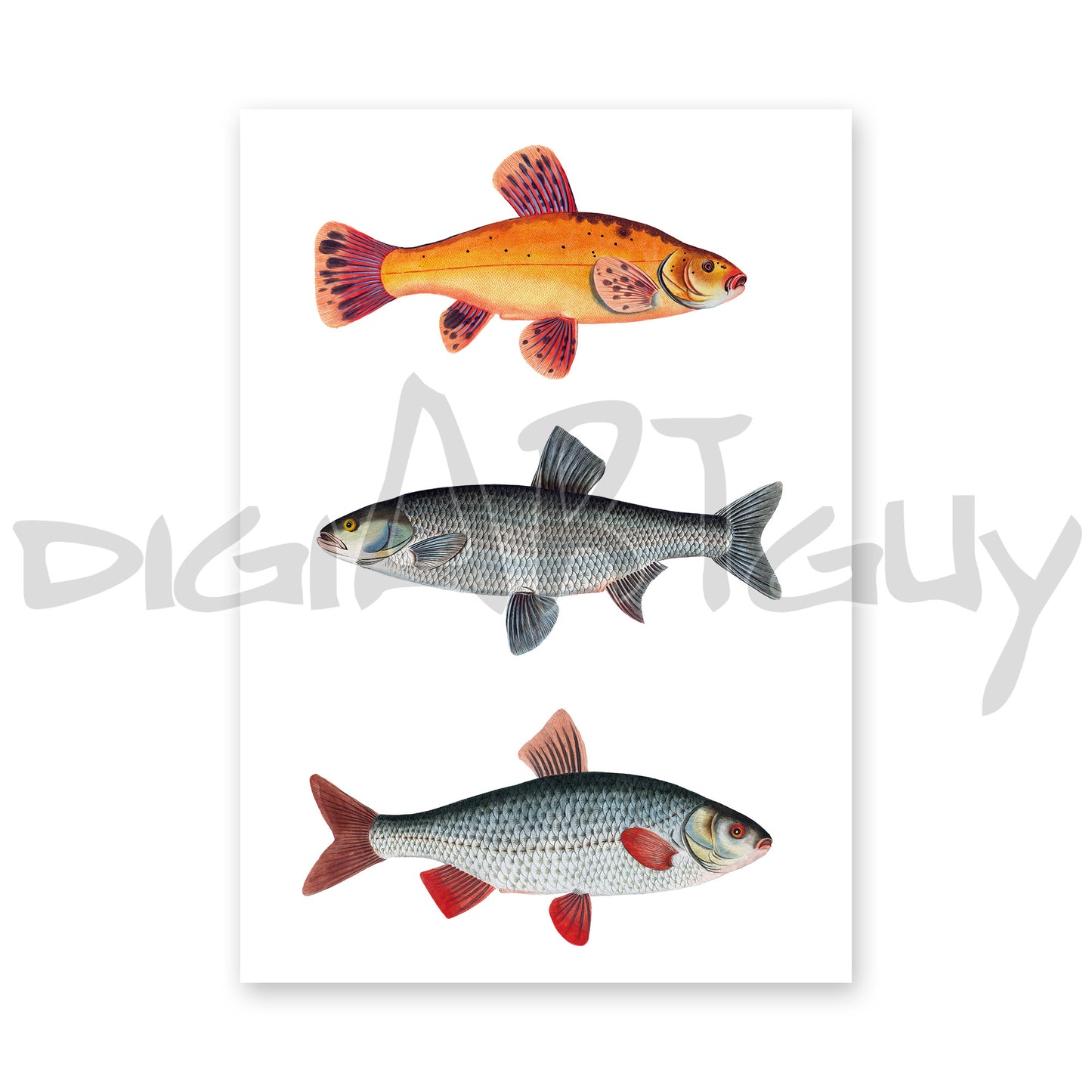 Vintage European Freshwater Fish Art | Digital Download | Gold Tench, Asp, Roach Chart | Bloch 18th Century Printable