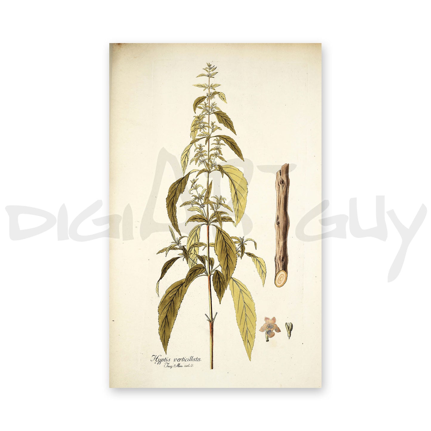 50 Illustrations of Rare Plants (Icones plantarum rariorum Vol.1 , 1781, pack 2)