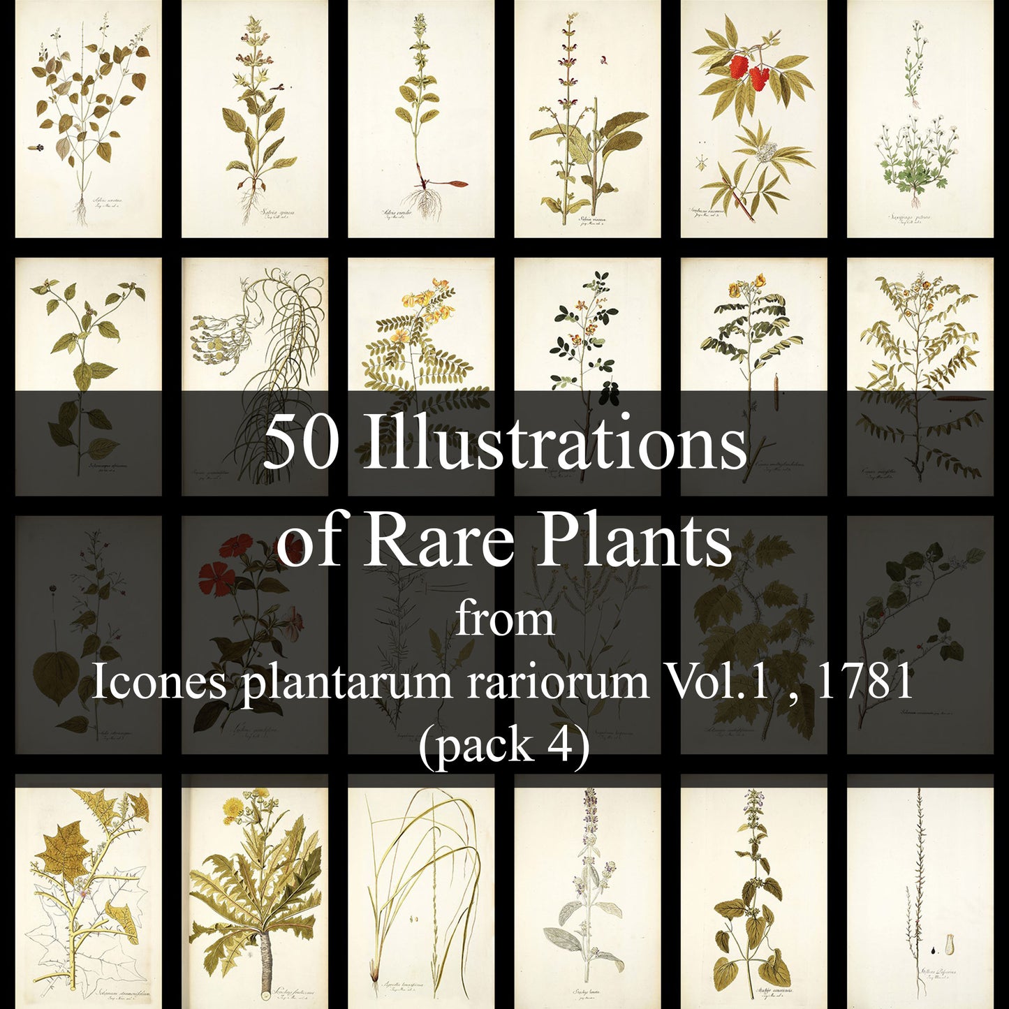 50 Illustrations of Rare Plants (Icones plantarum rariorum Vol.1 , 1781, pack 4)