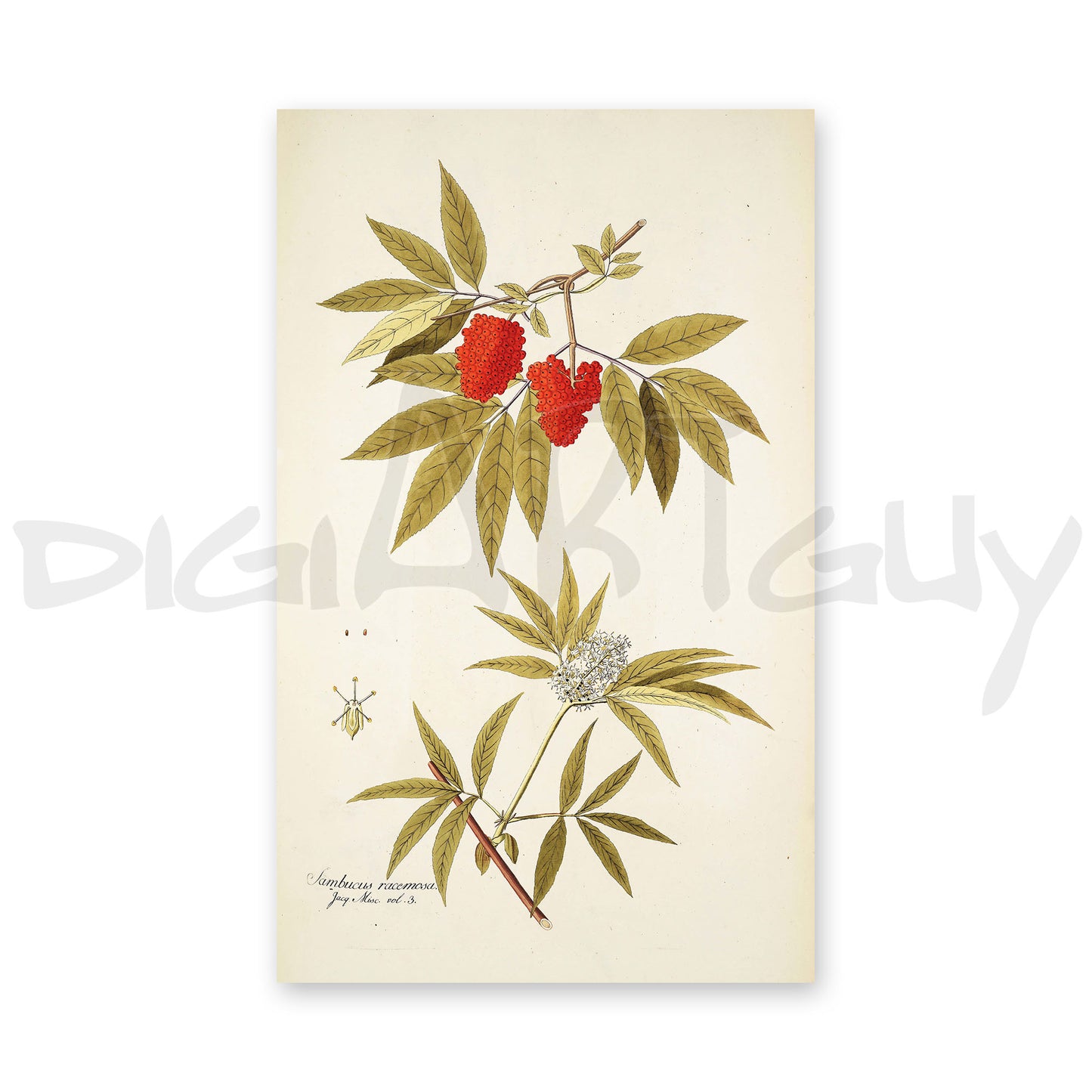 50 Illustrations of Rare Plants (Icones plantarum rariorum Vol.1 , 1781, pack 4)