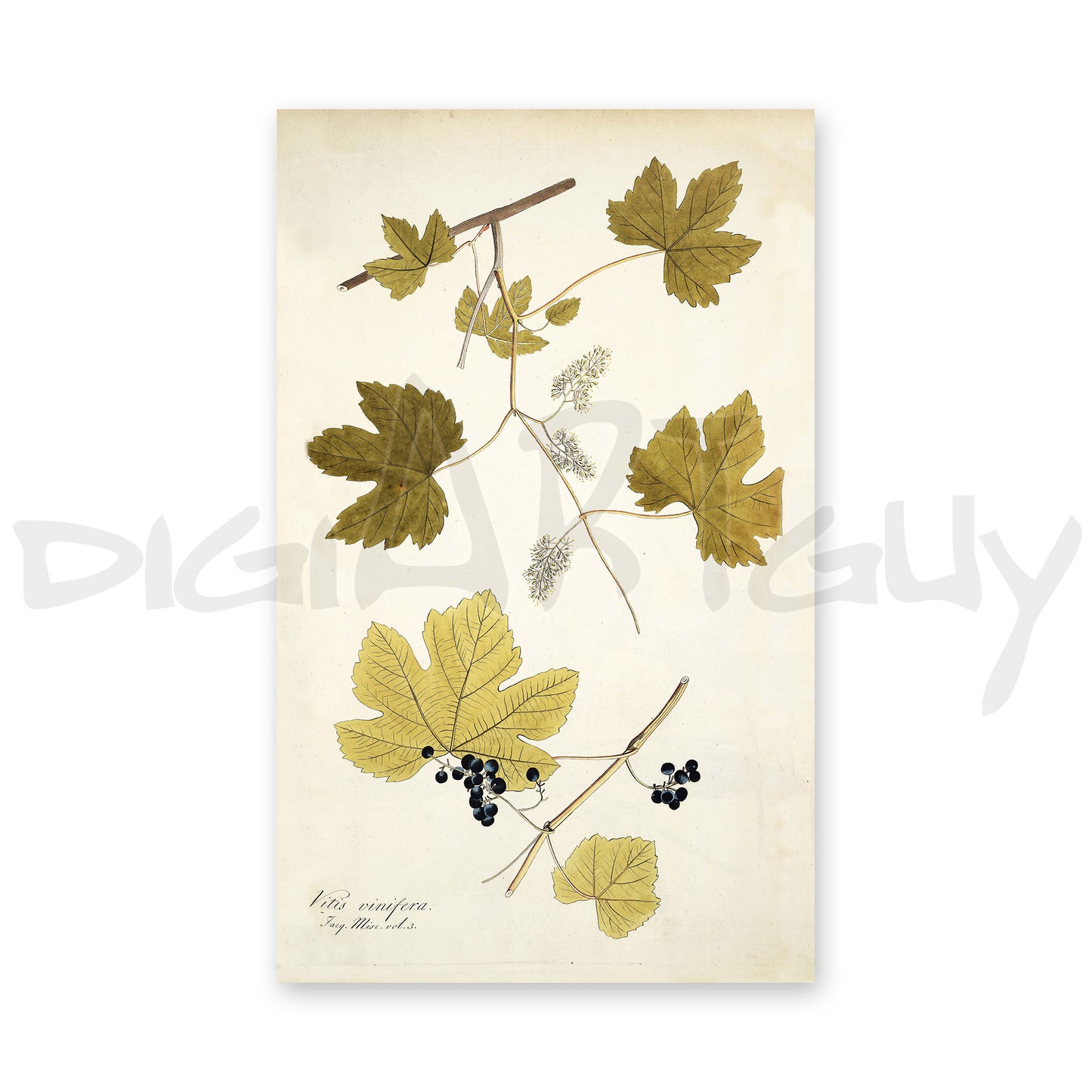 50 Illustrations of Rare Plants (Icones plantarum rariorum Vol.1 , 1781, pack 4)