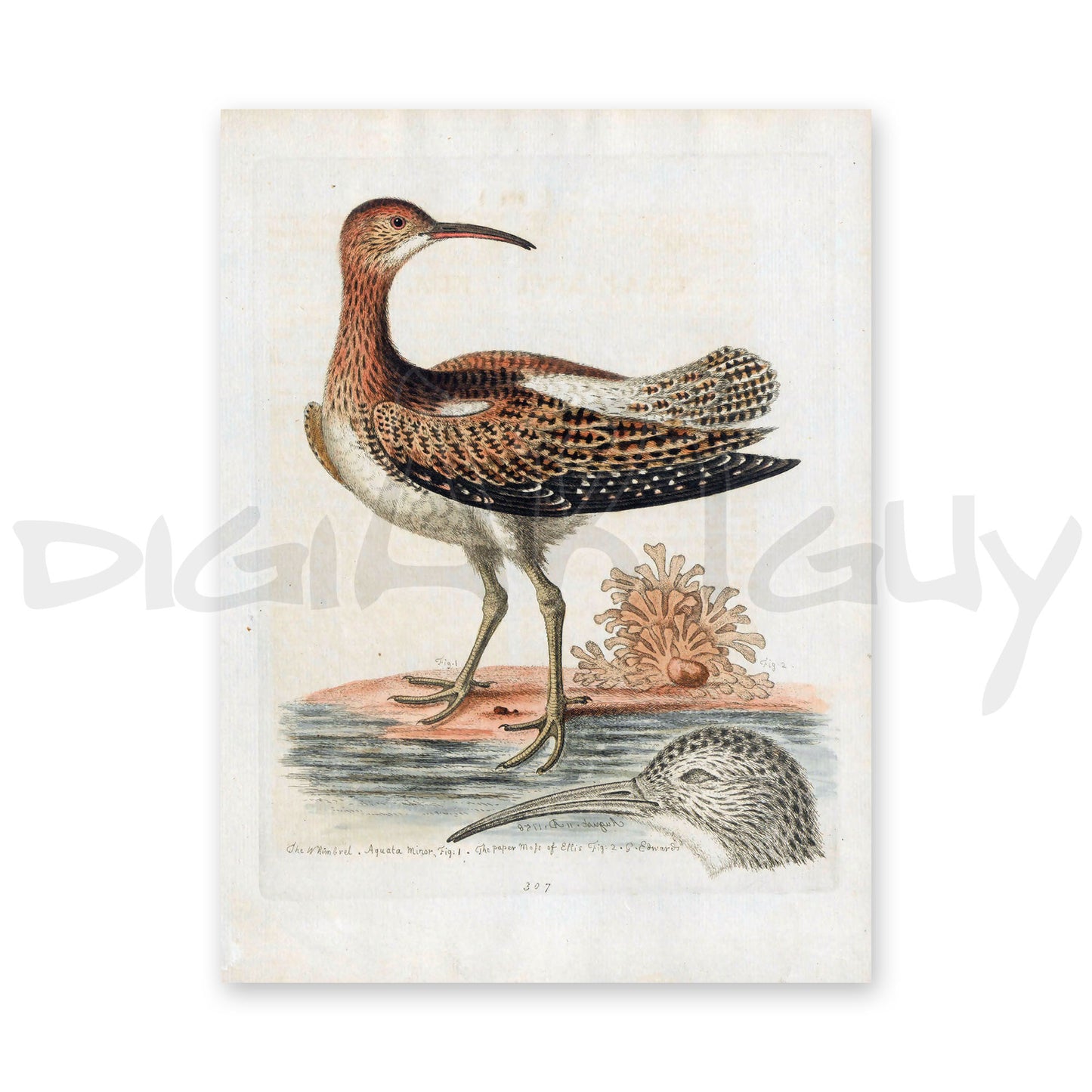 50 Beautiful images from Gleanings of Natural History, Volume 2